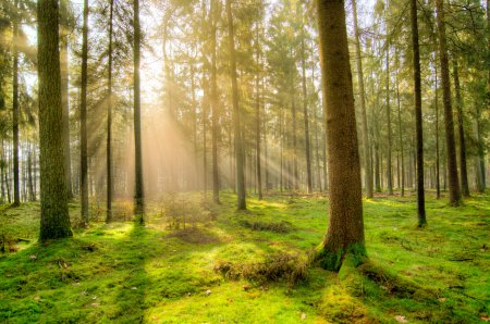 Koupě lesa je dlouhodobou investicí. Za kolik let se vám vrátí vstupní náklady?