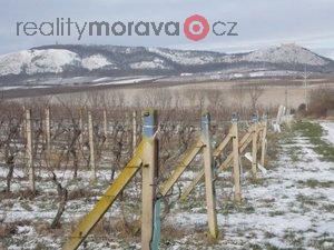 foto Prodej 2/5 rodn vinice v malebn lokalit mezi obcemi Pavlov a Milovice.
