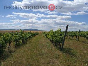 foto Jedinen vinice ve vyhlen lokalit v obci Starovice