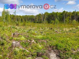 foto Vyten lesn pozemek, pirozen zmlazen, Krsn pod Lysou,  o rozloze 16 557 m2